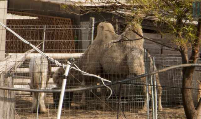 Cammelli e lama: nel quartiere Japigia di Bari c' uno ''zoo'' nascosto e misterioso